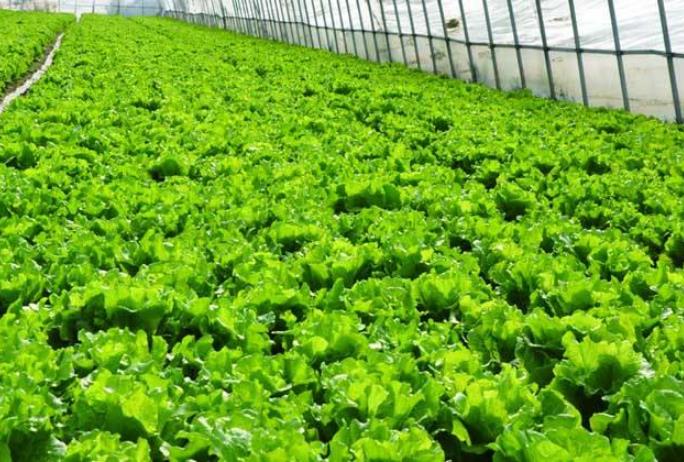 蔬菜功能性专用肥料实地案例